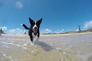 Consejos para ir a la playa con tu perro