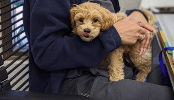 Shunt portosistémico en perros