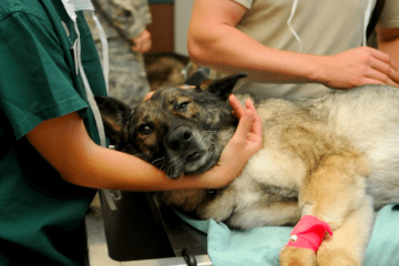 Kit de primeros auxilios para perros