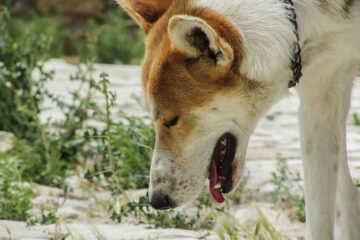 intoxicaciones en perros