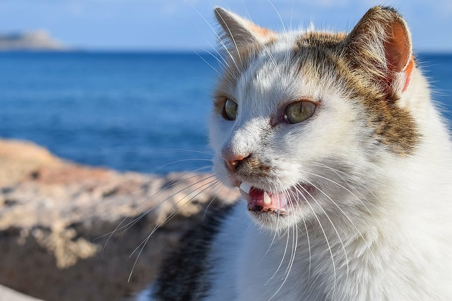 Cómo cepillar los dientes a tu gato