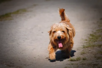 Golpe de calor en perros