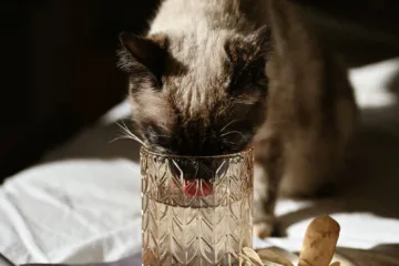 fomentar el consumo de agua en gatos