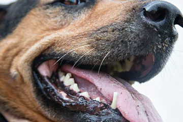 Cómo cepillar los dientes a tu perro