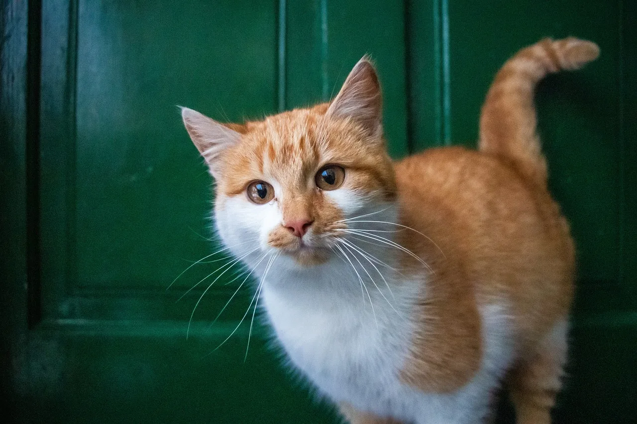 El celo en gatos